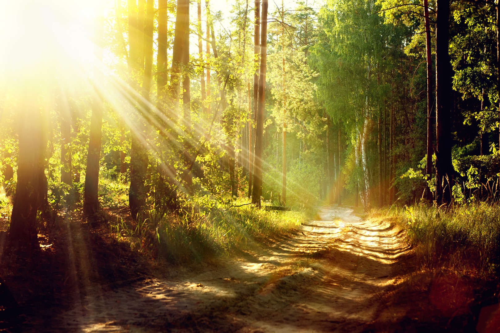 Beautiful Scene Misty Old Forest with Sun Rays, Shadows and Fog